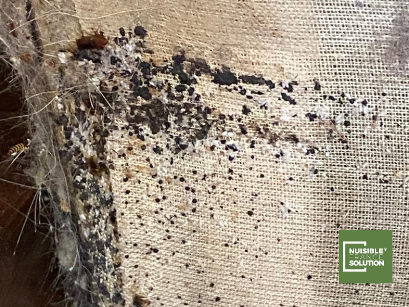 Punaises de lit, comment s'en débarrasser ?