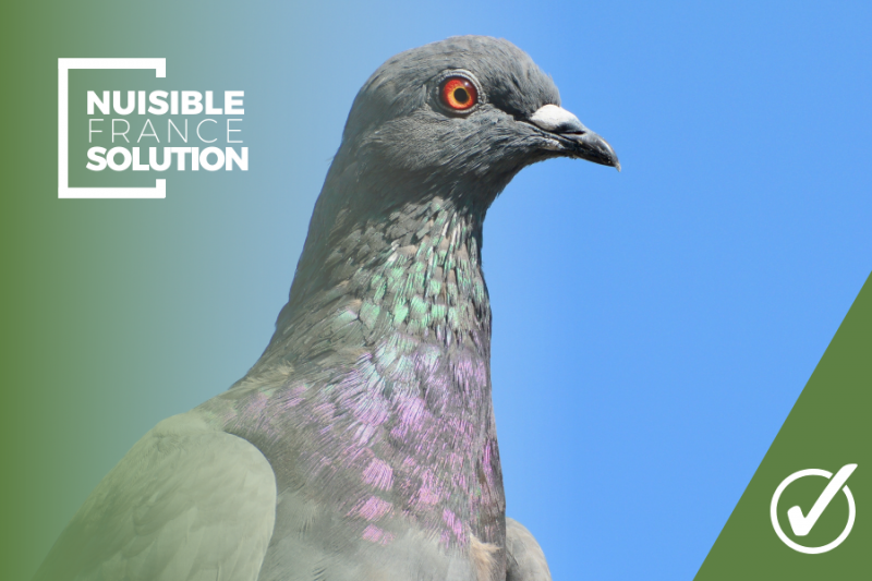 Lutte contre les pigeons proche de Toulouse en Haute-Garonne